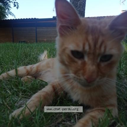 Foto 2/2 Tigrou Chat perdido en Saint etienne de tulmont