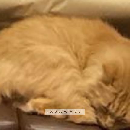 Foto 1/1 Norris Chat perdido en Bernieres sur mer