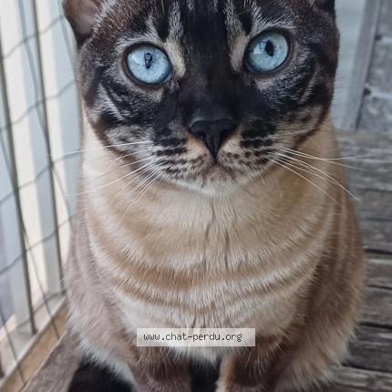 Foto 1/1 Osélie Chat perdido en Toulon