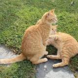 Foto del gato perdido en Bonson