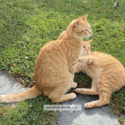 Foto 1/1 Loki Chat perdido en Bonson