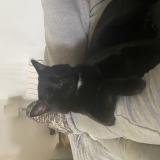 Foto del gato perdido en La Haie Fouassiere