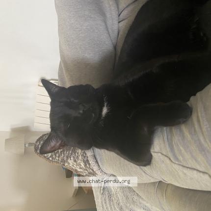 Foto 1/1 Swat Chat perdido en La haie fouassiere