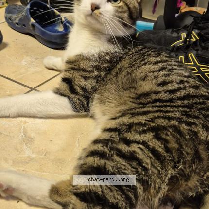 Foto 1/1 Ténor Chat perdido en Aulnay sous bois