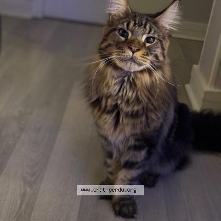 Foto 1/1 Twix Chat perdido en Thiais