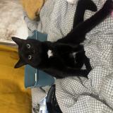 Foto del gato perdido en Nogent Sur Marne