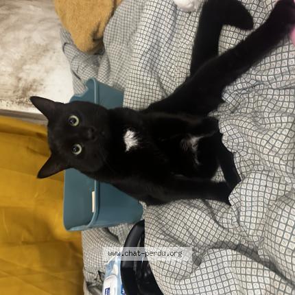 Foto 1/1 Zakaria Chat perdido en Nogent sur marne