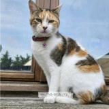 Foto del gato perdido en La Gorgue