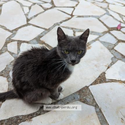 Foto 1/1 Gato encontrado Encontrado en Ploneis