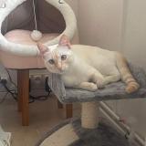 Foto del gato perdido en Montaignac Sur Doustre