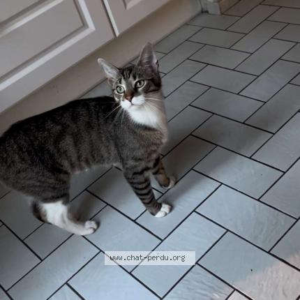 Foto 1/1 Nounou Chat perdido en Laeken