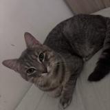 Foto del gato perdido en La Varenne Chenneviere