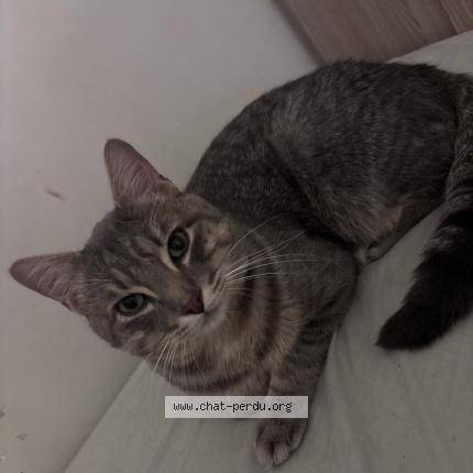 Foto 1/1 Narco Chat perdido en La varenne chenneviere