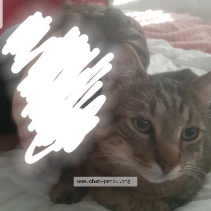 Foto 1/1 Linda Baudouin Chat perdido en Bron