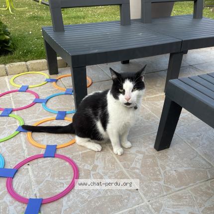 Foto 1/1 Gato encontrado Encontrado en Quievrechain