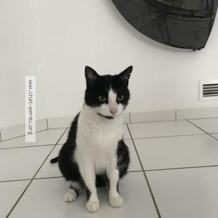 Foto 2/2 Felix Samy Chat perdido en Mions