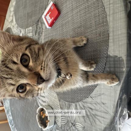 Foto 1/1 Albator Chat perdido en Metz