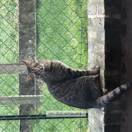 Foto 1/1 Rio Chat perdido en Cormeilles