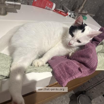 Foto 1/1 Gato encontrado Encontrado en Saint malo