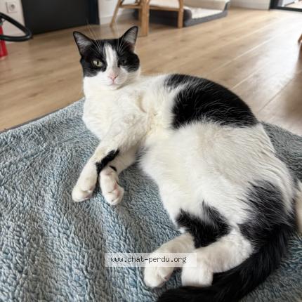 Foto 1/1 Happy Chat perdido en Andernos les bains