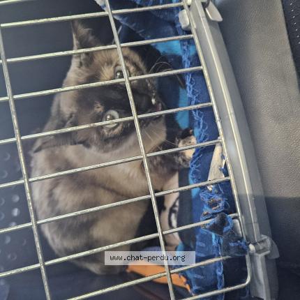 Foto 1/1 Pepette Chat perdido en Lezignan corbieres