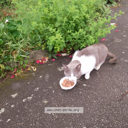 Foto 1/1 Gato encontrado Encontrado en Lanester