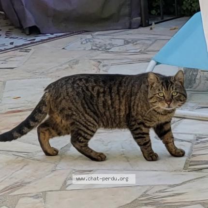 Foto 1/2 Gato encontrado Encontrado en Vernouillet