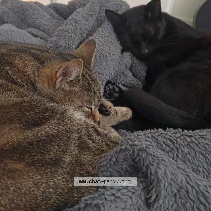 Foto 1/1 T-challa Chat perdido en Poitiers