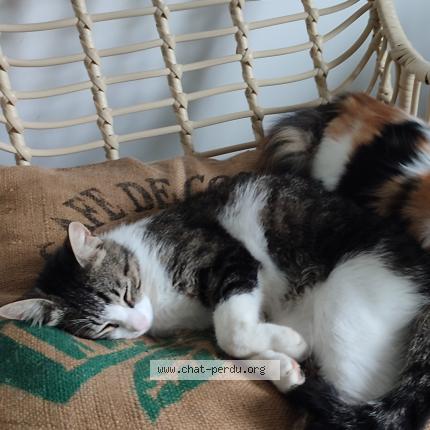 Foto 1/1 Tyba Chat perdido en St simeon