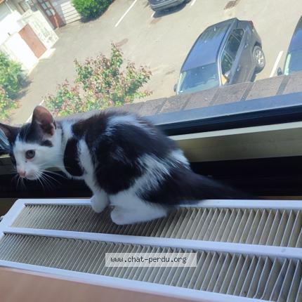 Foto 1/1 Gato encontrado Encontrado en Torcy