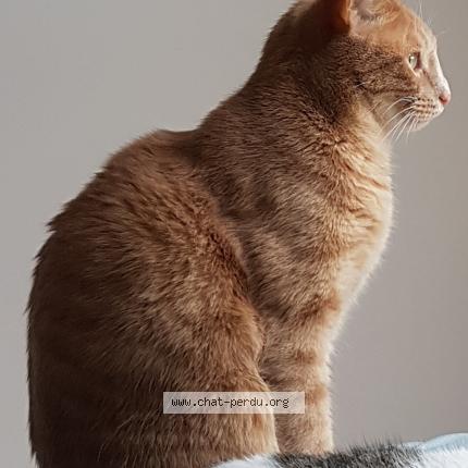 Foto 1/1 Samouraï Chat perdido en Reze