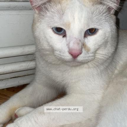 Foto 1/1 Titi Chat perdido en Chatellerault