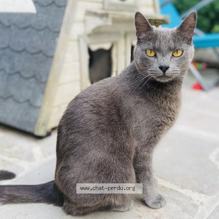 Foto 1/1 Tina Chat perdido en Roissy en brie