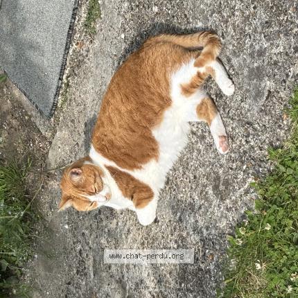 Foto 1/1 Lilly Chat perdido en Cucq