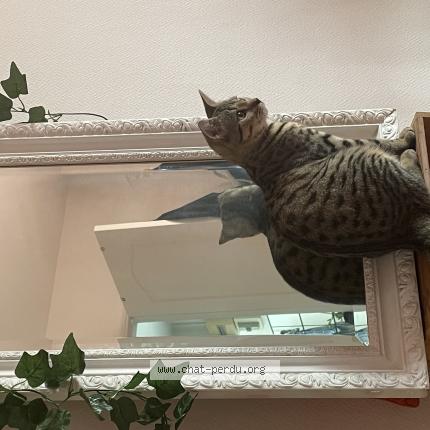 Foto 1/1 Blue Chat perdido en Beaumont du gatinais