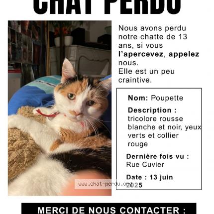 Foto 1/1 Poupette Chat perdido en Saint germain en laye