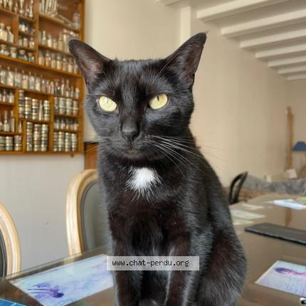 Foto 1/1 PUNCH Chat perdido en Le bois plage