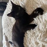 Foto del gato perdido en Labege