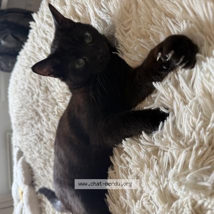 Foto 1/1 wisky Chat perdido en Labege