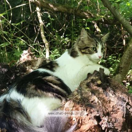 Foto 1/1 Nifty Chat perdido en Saint etienne