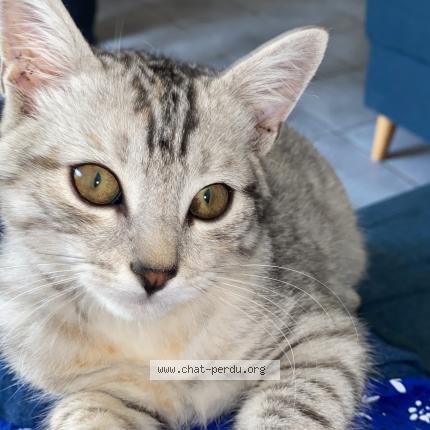 Foto 1/1 Bianca Chat perdido en Perpignan