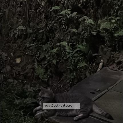 Foto 1/1 Gato encontrado Encontrado en Singapore