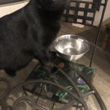 Foto del gato perdido en Mougins