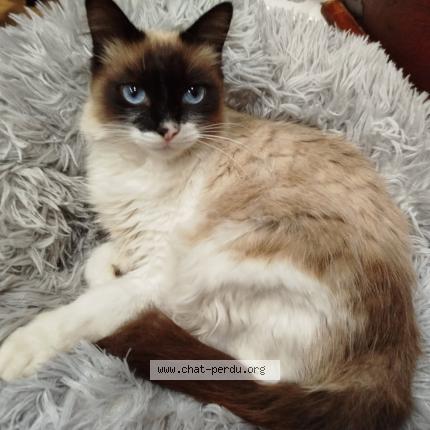 Foto 1/1 Negu Chat perdido en Biarritz la negresse