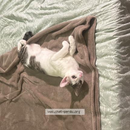 Foto 1/1 Thaï Chat perdido en Montpellier