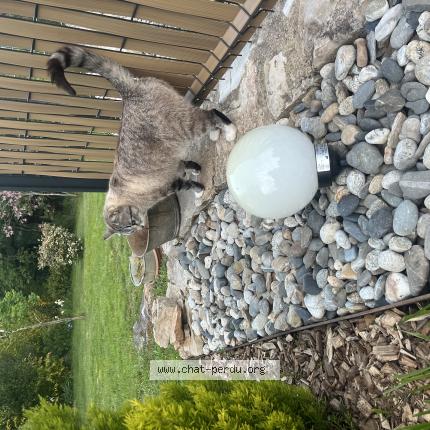 Foto 1/1 tiga Chat perdido en Caussade