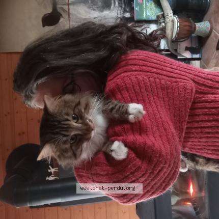 Foto 1/1 Chouchou Chat perdido en La turballe