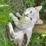 Foto del gato perdido en Fresse