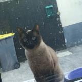 Foto del gato perdido en Ronchin