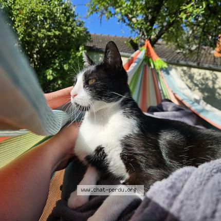 Foto 1/1 Tagazok Chat perdido en Montigny sur loing